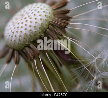 Seed head of a Dandelion flower having partially shed some seeds with more ready to detach. Stock Photo