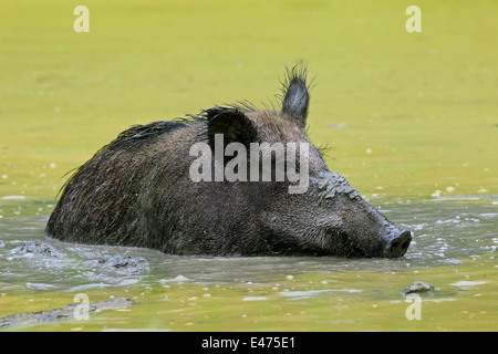 Wild boar (Sus scrofa) female wallowing in mud of pool in summer Stock Photo