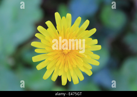 A close up picture of a dandylion shot in a meadow above constitution hill Aberystwyth Stock Photo