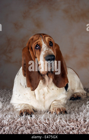 lying basset hound Stock Photo