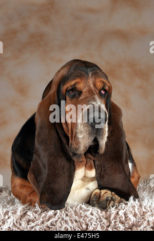 lying basset hound Stock Photo