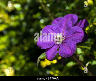 Close-up image of a single Clematis Flower in Kelsea Park, Bromley, Kent. Stock Photo