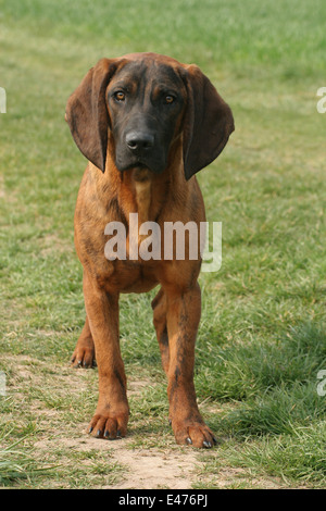 are hanover hound hypoallergenic