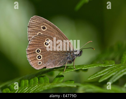 Ringlet butterfly resting on a fern. Bookham Common, Surrey, England. Stock Photo
