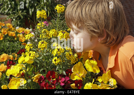 young boy taking a smell at flowers Stock Photo