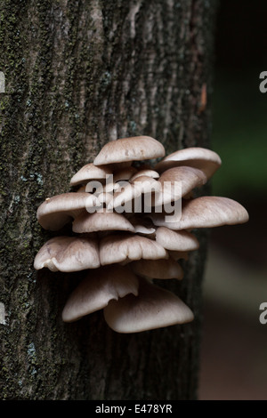 Fungi on pine tree Stock Photo