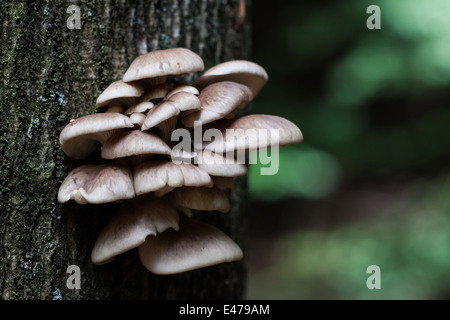 Fungi on pine tree Stock Photo