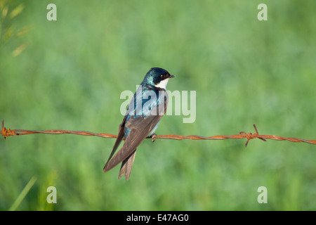 A male Tree Swallow (Tachycineta bicolor) perched on barbed wire.  Beaverhill Lake, Alberta, Canada. Stock Photo