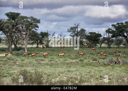 Red hartebeest in landscape, Alcelaphus buselaphus caama, Kgalagadi Transfrontier Park, Kalahari, South Africa, Botswana, Africa Stock Photo