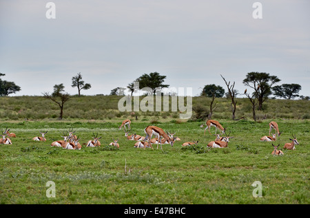 herd of Springboks, Antidorcas marsupialis, Kgalagadi Transfrontier Park, Kalahari, South Africa, Botswana, Africa Stock Photo