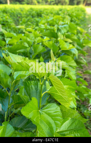 Mulberry leaf tree at field, for feed silkworm Stock Photo