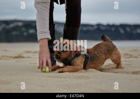 My families Border Terrier cross, he has a large personality and is filled with energy. In this image he is playing fetch. Stock Photo