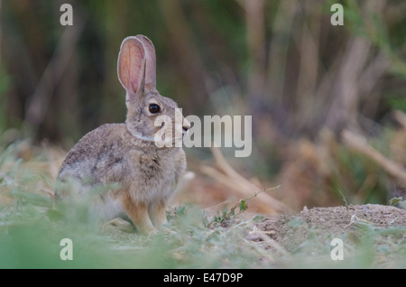 Desert Cottontail Rabbit, (Sylvilagus audubonii), Bosque del Apache National Wildlife Refuge, Socorro co., New Mexico, USA. Stock Photo