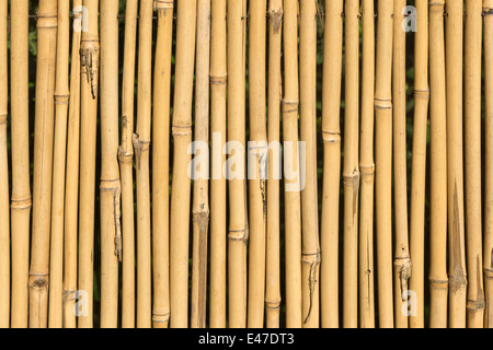 background of bamboo cane texture Stock Photo