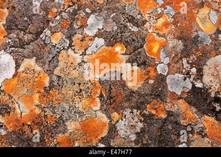 Lichen on a rock Stock Photo