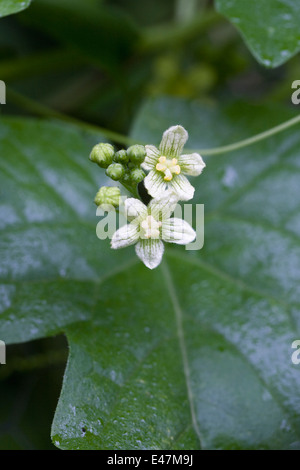 Bryonia dioica. Bryony in flower. Stock Photo