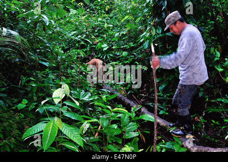 Collecting Yuca - Rainforest in Industria - PANGUANA . Department of Loreto .PERU Stock Photo