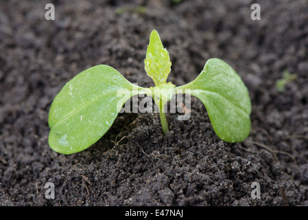 Young Plant Growing from the fertile soil to the morning sunlight Stock ...