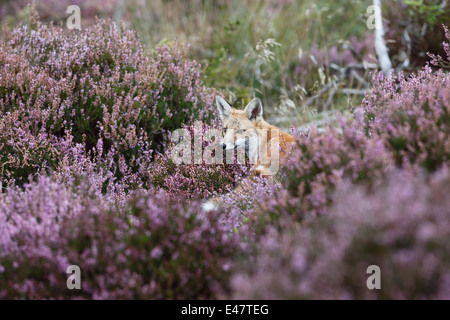 Vulpes vulpes Red fox moving through heather Stock Photo