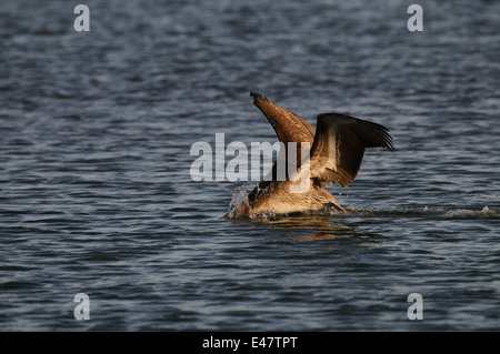 Brown Pelicans flying, on the beach, the Gulf of Mexico at the East coast of Florida near Fort de Soto, Saint Petersburg, USA Stock Photo