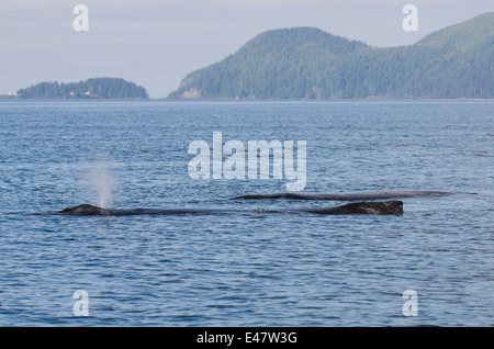 Humpback whale megaptera novaeangliae spouting logging Quatsino Sound, Port Alice, Vancouver Island, British Columbia, Canada. Stock Photo