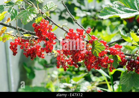 bright berries of red currant on the bush Stock Photo