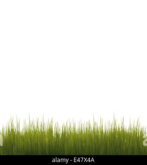 Illustration green grass isolated on white background - vector Stock ...