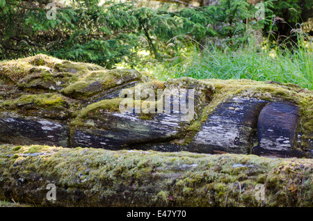 Totems Skedans, K’uuna Llnagaay, ancient first nations village ruins, Graham Island, Haida Gwaii, Queen Charlotte Islands, British Columbia, Canada. Stock Photo