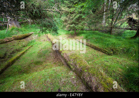 Totems Skedans, K’uuna Llnagaay, ancient first nations village ruins, Graham Island, Haida Gwaii, Queen Charlotte Islands, British Columbia, Canada. Stock Photo