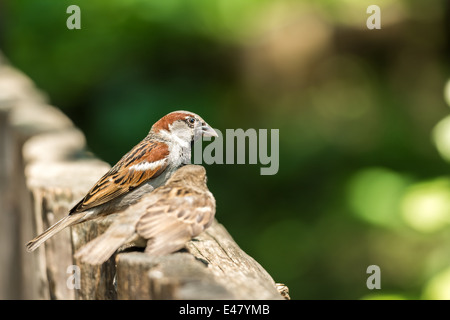 Two Tiny Sparrows Sitting On A Wooden Fence Stock Photo