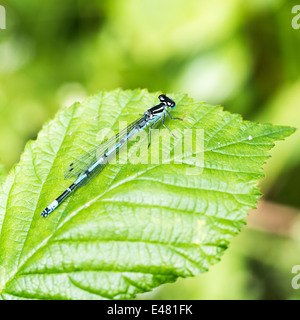 Male Common Blue Damselfly  Resting on a Leaf in Sunshine at Old Moor Dearne Valley Barnsley Yorkshire England UK Stock Photo