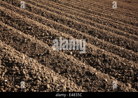 A view of ridges on a planted up crop of potatoes on a Norfolk farm. Stock Photo