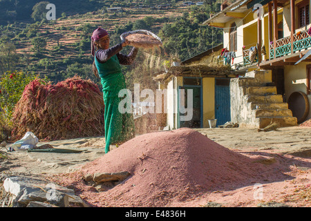 A woman winnowing the chaff, Uttarakhand, India. Stock Photo