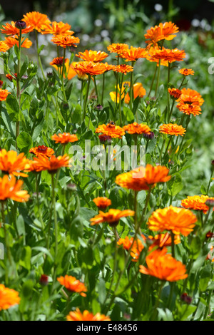 Pot  marigold, Calendula officinalis: Indian Prince Stock Photo