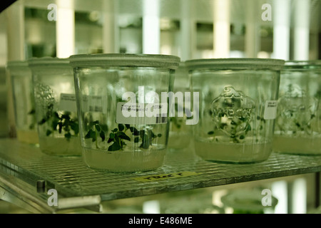 Max Planck Institute for Molecular Plant Physiology Stock Photo