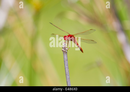 A red dragonfly with large wings, sitting on a stick. Green background. Stock Photo