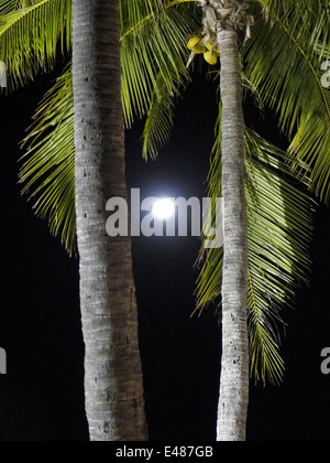 The Moon between palm trees in Broome in Western Autralia Stock Photo