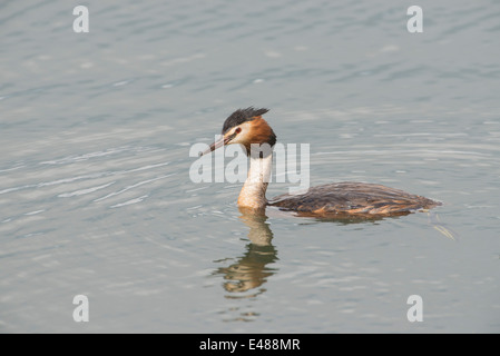 Great crested grebe (Podiceps cristatus). Adult swimming.