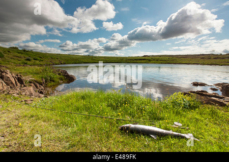 Atlantic salmon and fly rod on the river bank Stock Photo