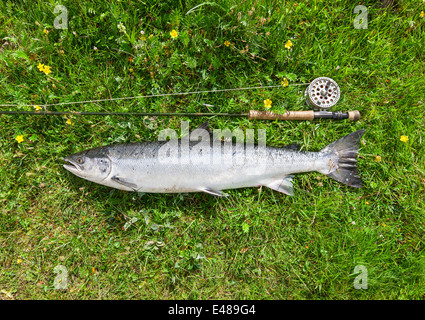 Atlantic salmon and fly rod on the river bank Stock Photo