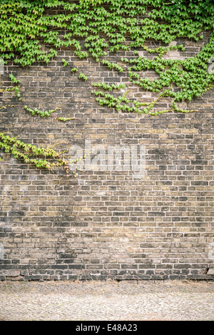 overgrown ivy brick wall with pavement. Stock Photo