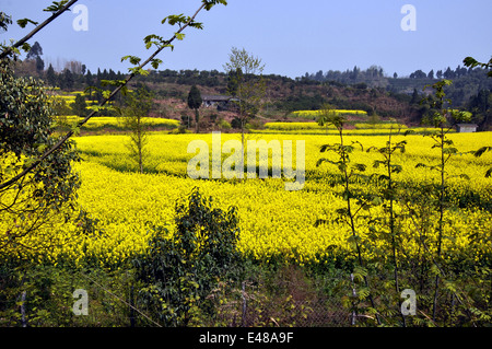 PENGZHOU, CHINA: Vast fields of yellow rapeseed, a valuable commercial crop, at peak Spring bloom