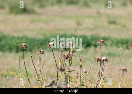 Goldfinch perched on top of a thistle seeds Spot Stock Photo