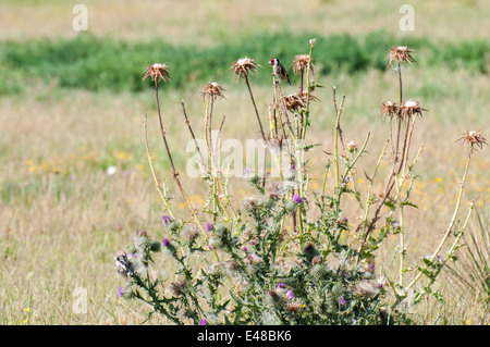 Goldfinch perched on top of a thistle seeds Spot Stock Photo