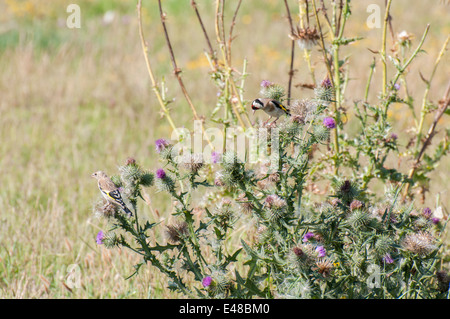 Goldfinch perched on top of a thistle seeds Spot Stock Photo