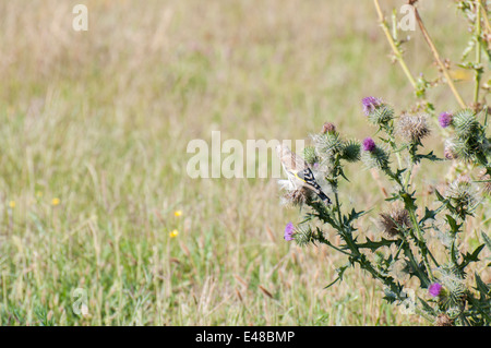 Goldfinch perched on top of a thistle seeds Spot Stock Photo