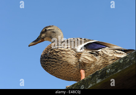 Female Mallard duck (Anas platyrhynchos). Bedgebury Forest, Kent, UK. Stock Photo