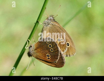 Mating ringlet butterflies (Aphantopus hyperantus). Bedgebury Forest, Kent, UK. Stock Photo