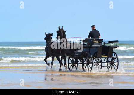 The Household Cavalry Mounted Regiment at Holkham beach on their first day there during summer camp in Norfolk. 2.7.14 Stock Photo