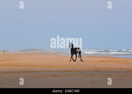 The Household Cavalry Mounted Regiment at Holkham beach on their first day there during summer camp in Norfolk. 2.7.14 Stock Photo